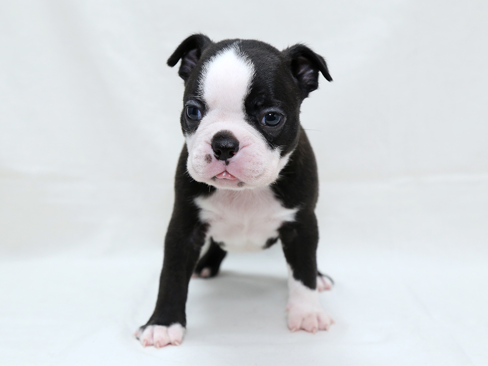新着子犬の情報 ボストンテリア6 9日生まれ 子犬ブリーダー直販のnfワン