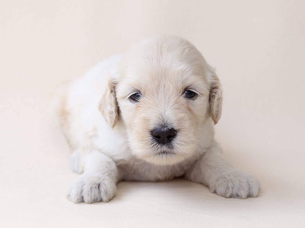 新着子犬の情報 ミックス犬 ハーフ犬 6 17日生まれ 子犬ブリーダー直販のnfワン