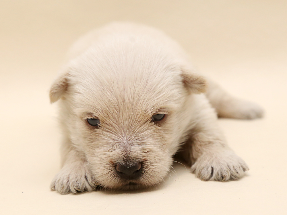 新着子犬の情報 スコティッシュ テリア9 9日生まれ 子犬ブリーダー直販のnfワン