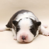 新着子犬の情報 ボーダーコリー10 14日生まれ 子犬ブリーダー直販のnfワン