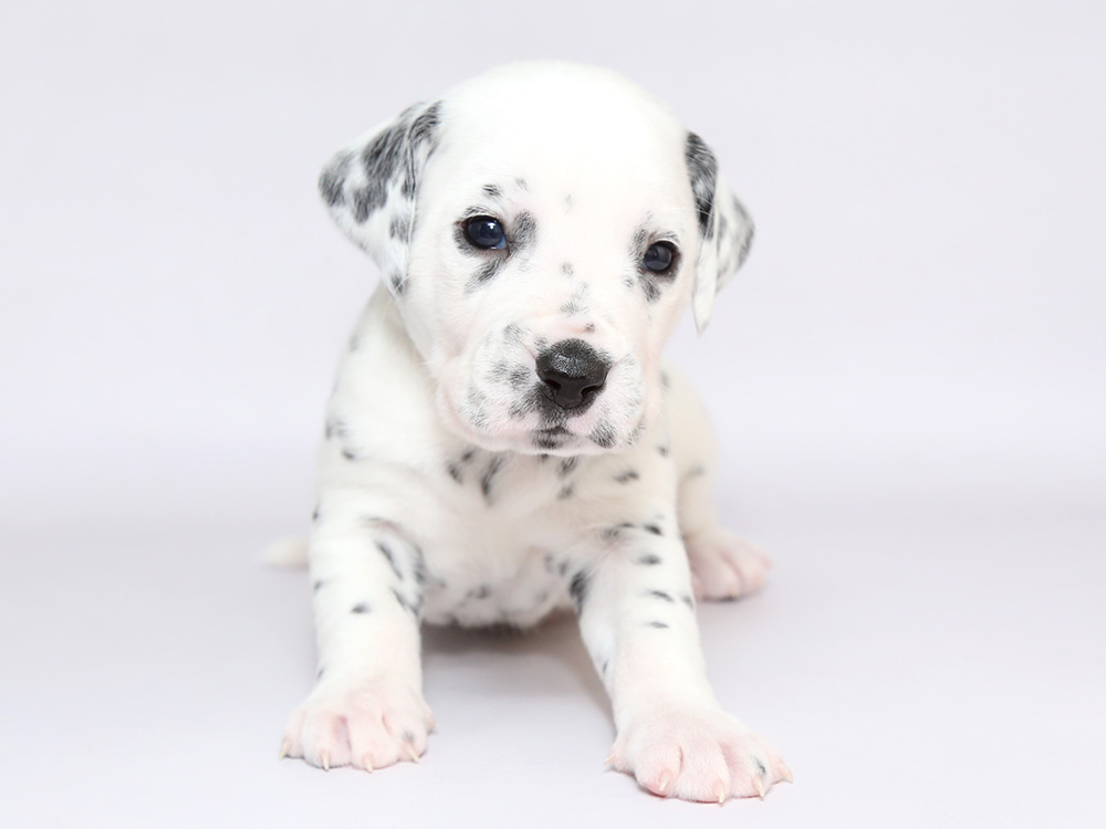 新着子犬の情報 ダルメシアン1 28日生まれ 子犬ブリーダー直販のnfワン