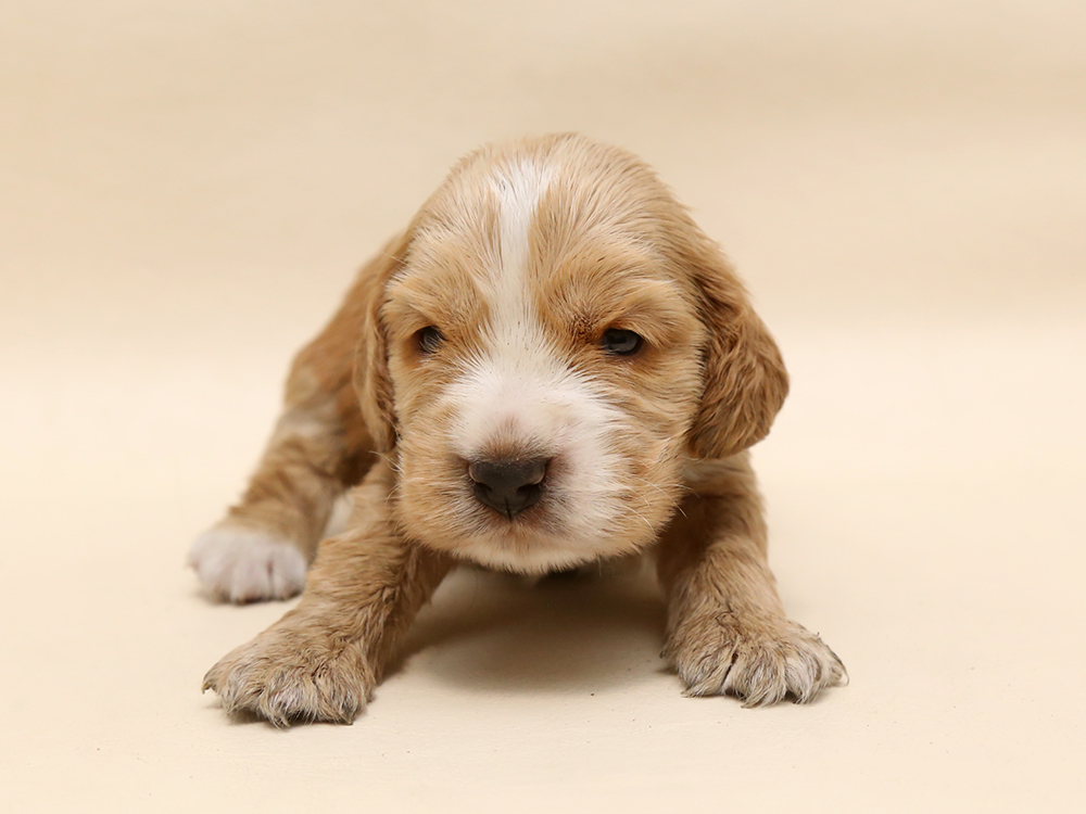 画像を更新しました イングリッシュコッカースパニエル3 28日生まれ 子犬ブリーダー直販のnfワン