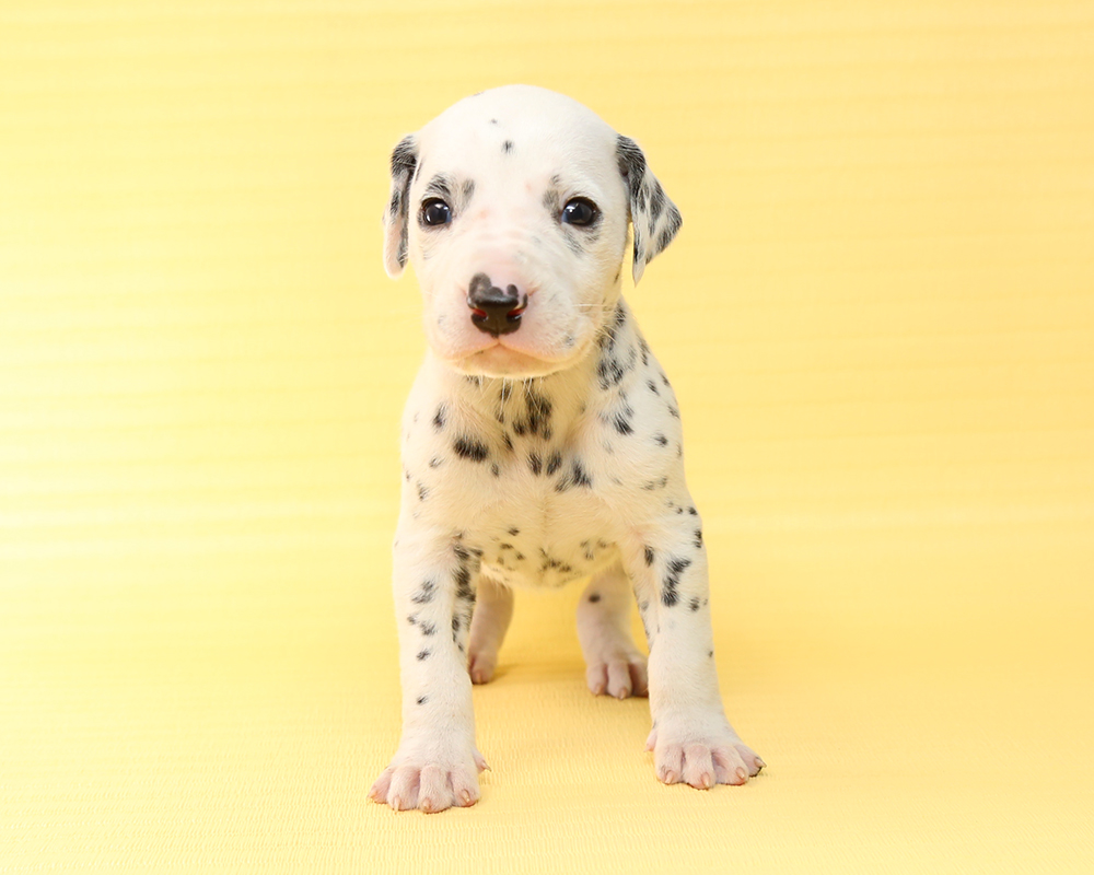 新着子犬の情報 ダルメシアン9 1日生まれ 子犬ブリーダー直販のnfワン