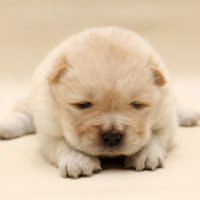 新着子犬の情報 チャウチャウ10 30日生まれ 子犬ブリーダー直販のnfワン