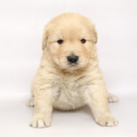 新着子犬の情報 ゴールデンレトリーバー11 24日生まれ 子犬ブリーダー直販のnfワン