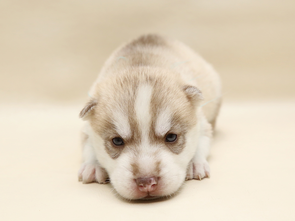 新着子犬の情報 ハスキー2 17日生まれ 子犬ブリーダー直販のnfワン