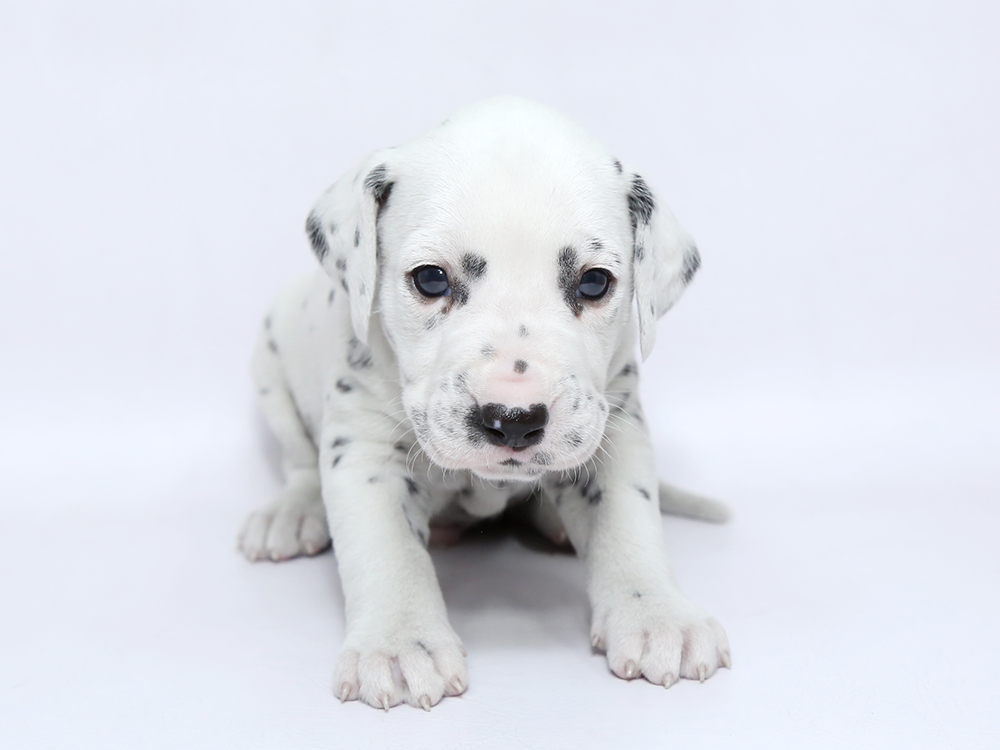 新着子犬の情報 ダルメシアン3 13日生まれ 子犬ブリーダー直販のnfワン