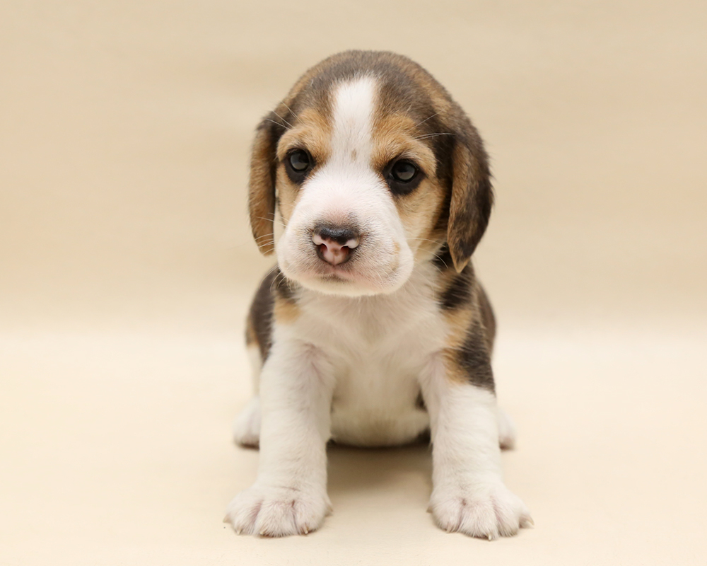 新着子犬の情報 ビーグル9 1日生まれ 子犬ブリーダー直販のnfワン