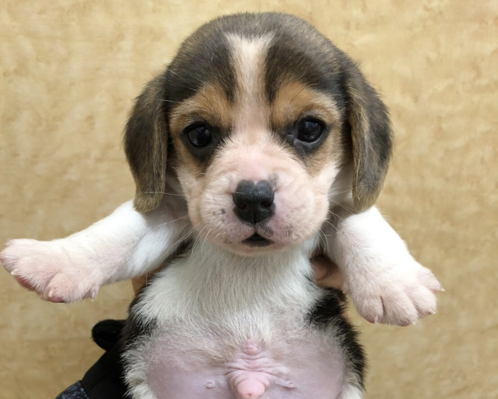 新着子犬の情報 ビーグル10 25日生まれ 子犬ブリーダー直販のnfワン