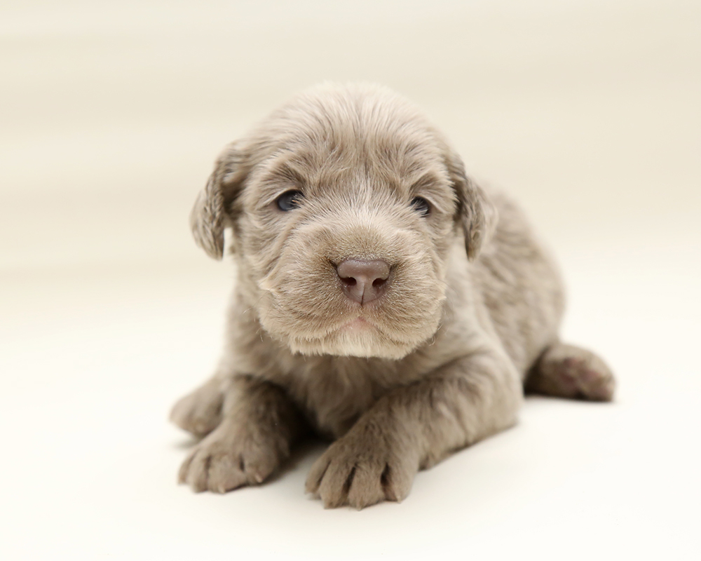 新着子犬の情報 ワイマラナー1 8日生まれ 子犬ブリーダー直販のnfワン